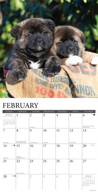 2027 Willow Creek Akitas 12" x 12" Monthly Wall Calendar, Assorted Colors (58664)