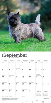 2026 BrownTrout Cairn Terriers 12" x 12" Monthly Wall Calendar (9798330702701)