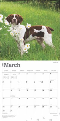 2025 BrownTrout Brittanys 12" x 12" Monthly Wall Calendar (9781975476731)