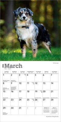 2026 BrownTrout Australian Shepherds 7" x 7" Monthly Wall Calendar (9798330702213)