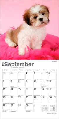 2026 BrownTrout Shih Tzu Puppies 7" x 7" Monthly Wall Calendar (9798330705542)