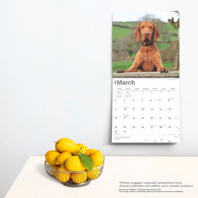 2025 BrownTrout Vizslas 12" x 12" Monthly Wall Calendar (9781975477936)