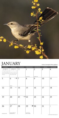 2025 Willow Creek Garden Birds of North America 12" x 12" Monthly Wall Calendar (42984)