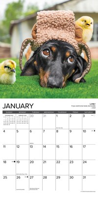 2026 Willow Creek Dachshund Rules 12" x 12" Monthly Wall Calendar (50934)