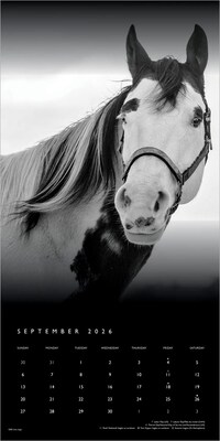 2026 BrownTrout The BrownTrout Portrait Series: The Noble Horse 12" x 12" Monthly Wall Calendar (9798330703753)