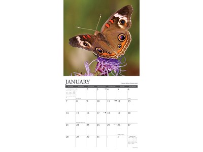 2024 Willow Creek Butterflies 12" x 12" Monthly Wall Calendar (32756)