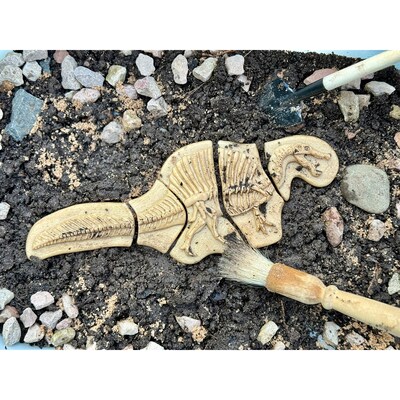 Yellow Door Dig and Discover Triceratops & Spinosaurus, Assorted Colors, 10/Set (YUS1228)