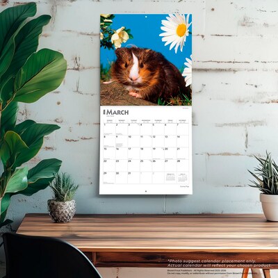 2026 BrownTrout Guinea Pigs 12" x 12" Monthly Wall Calendar (9798330703579)