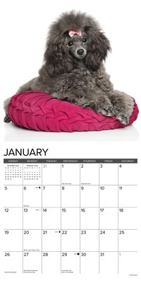 2025 Willow Creek Just Toy and Miniature Poodles 12" x 12" Monthly Wall Calendar (45145)