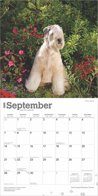 2025 BrownTrout Soft Coated Wheaten Terriers 12" x 12" Monthly Wall Calendar (9781975477981)