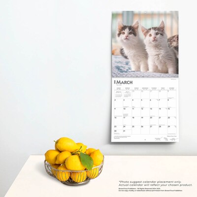 2025 BrownTrout Maine Coon Cats 12" x 24" Monthly Square Wall Calendar, (9781975477387)