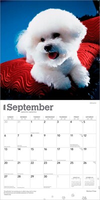2026 BrownTrout Bichon Frise 12" x 12" Monthly Wall Calendar (9798330702411)