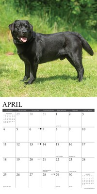 2027 Willow Creek Black Labs 12" x 12" Monthly Wall Calendar, Assorted Colors (59272)