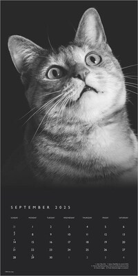 2025 BrownTrout Portrait Series: The Regal Cat 12" x 12" Monthly Wall Calendar (9781975476809)