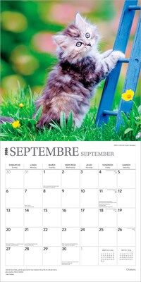2026 BrownTrout Chatons 12" x 12" Monthly Wall Calendar (9798330707331)