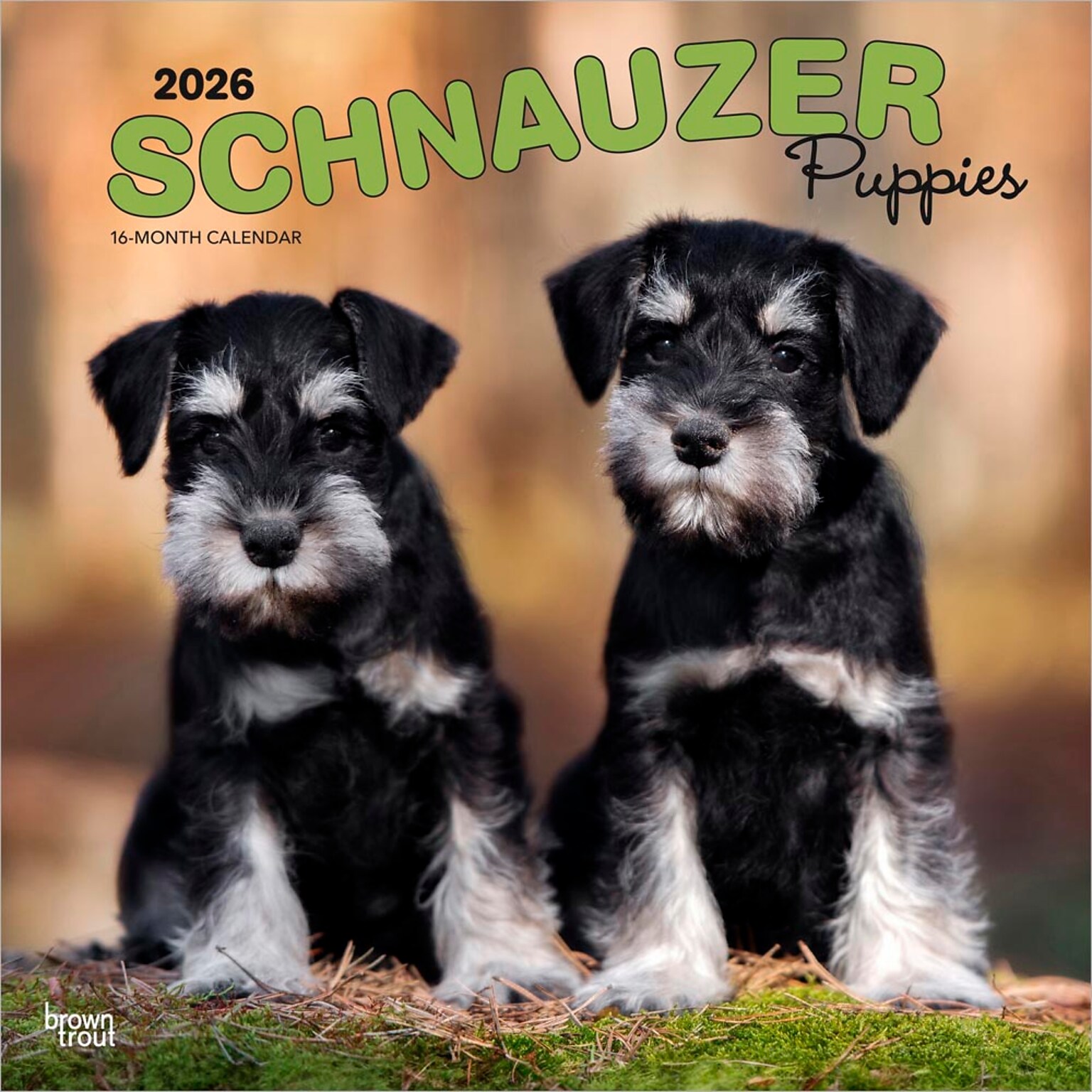 2026 BrownTrout Schnauzer Puppies 12 x 12 Monthly Wall Calendar (9798330705443)