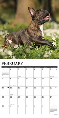 2027 Willow Creek French Bulldog Puppies 12" x 12" Monthly Wall Calendar, Assorted Colors (60292)