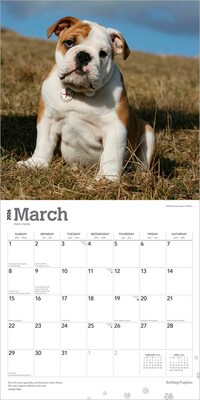 2026 BrownTrout Bulldog Puppies 12" x 12" Monthly Wall Calendar (9798330702664)