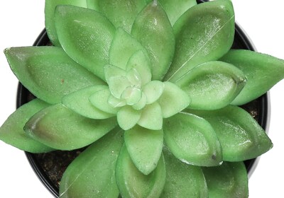 Monarch Specialties Inc. 6" Artificial Succulent Plants, 3/Set (I 9556)