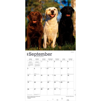 2027 BrownTrout Labrador Retrievers 12" x 12" Monthly Wall Calendar (9798330712540)