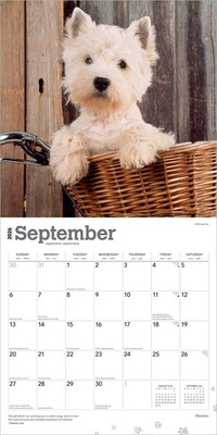 2026 BrownTrout West Highland White Terriers 12" x 12" Monthly Wall Calendar (9798330706280)