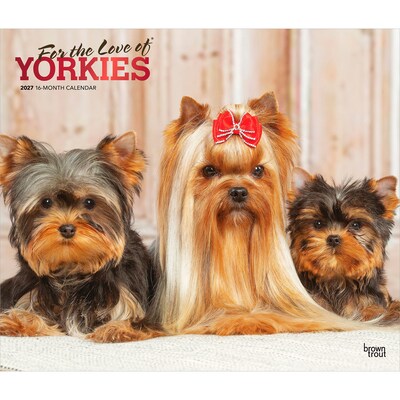 2027 BrownTrout For the Love of Yorkshire Terriers 14 x 12 Monthly Wall Calendar, Assorted Colors (9798330709281)