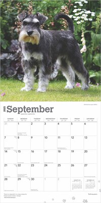 2025 BrownTrout Schnauzers 12" x 24" Monthly Square Wall Calendar (9781975477677)