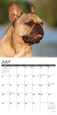 2025 Willow Creek Just French Bulldogs 12" x 12" Monthly Wall Calendar (42953)