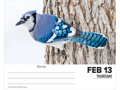2025 Willow Creek Backyard Birds 5.86" x 4.72" Day-to-Day Calendar (40614)