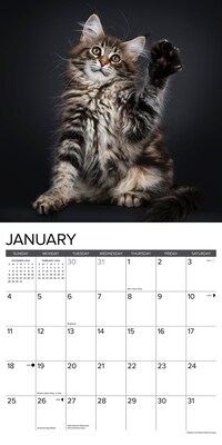 2026 Willow Creek Maine Coon Kittens 12" x 12" Monthly Wall Calendar (51856)