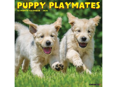 2024 Willow Creek Puppy Playmates 12" x 12" Monthly Wall Calendar (35054X)