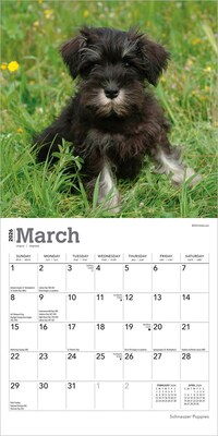 2026 BrownTrout Schnauzer Puppies 7" x 7" Monthly Wall Calendar (9798330705436)