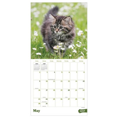2027 TF Publishing Kittens 12" x 12" Monthly Wall Calendar (27-1013)