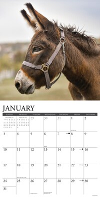 2027 Willow Creek Donkeys  12" x 12" Monthly Wall Calendar (65204)
