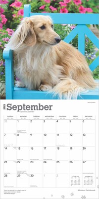 2025 BrownTrout Miniature Dachshunds 12" x 24" Monthly Square Wall Calendar, (9781975476922)