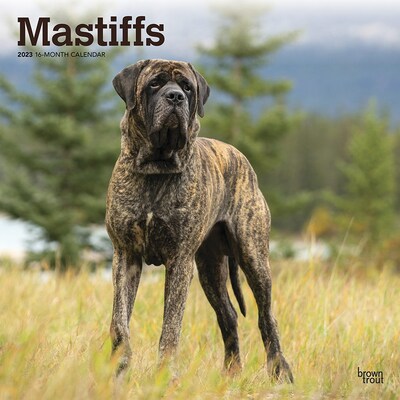 2023 BrownTrout Mastiffs 12 x 12 Monthly Wall Calendar (9781975455101)