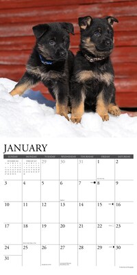 2027 Willow Creek German Shepherd Puppies 12" x 12" Monthly Wall Calendar, Assorted Colors (60360)