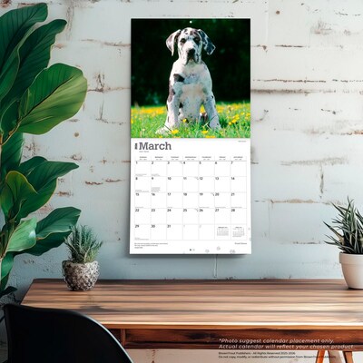 2026 BrownTrout Great Danes 12" x 12" Monthly Wall Calendar (9798330703524)