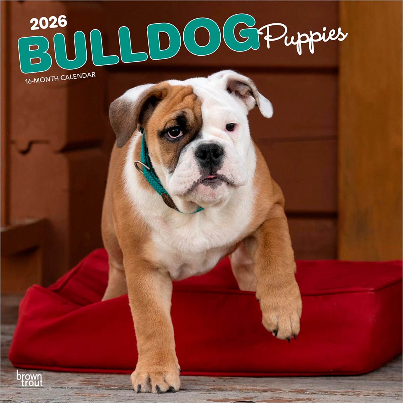 2026 BrownTrout Bulldog Puppies 12 x 12 Monthly Wall Calendar (9798330702664)