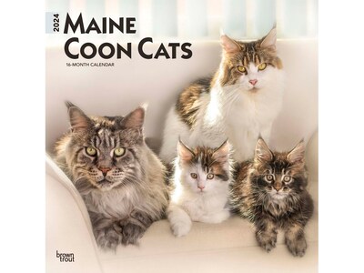 2024 BrownTrout Maine Coon Cats 12 x 12 Monthly Wall Calendar (9781975463786)