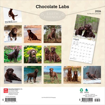 2026 BrownTrout Chocolate Labrador Retrievers 12 x 12 Monthly Wall Calendar (9798330704255)