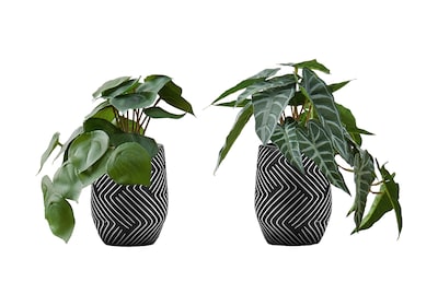 Monarch Specialties Inc. 8 Artificial Alocasia Plant in Pot, 2/Set (I 9559)