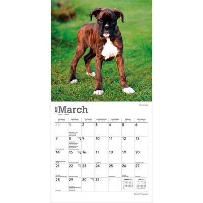 2027 BrownTrout Boxer Puppies 7" x 7" Monthly Wall Calendar, Assorted Colors (9798330709946)