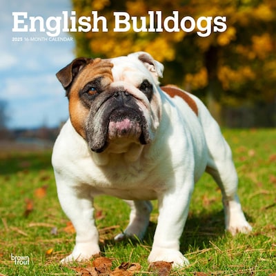2025 BrownTrout English Bulldogs 12 x 12 Monthly Wall Calendar (9781975476755)