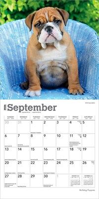 2026 BrownTrout Bulldog Puppies 7" x 7" Monthly Wall Calendar (9798330702657)