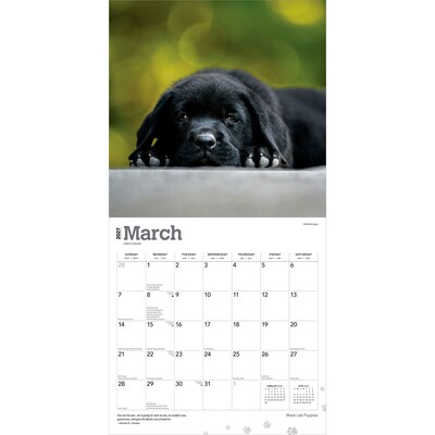 2027 BrownTrout Black Labrador Retriever Puppies 12" x 12" Monthly Wall Calendar (9798330712526)