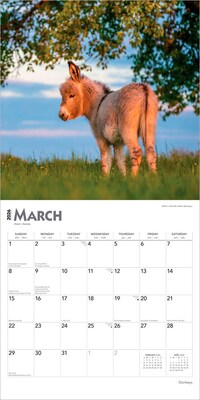 2026 BrownTrout Donkeys 12" x 12" Monthly Wall Calendar (9798330703173)