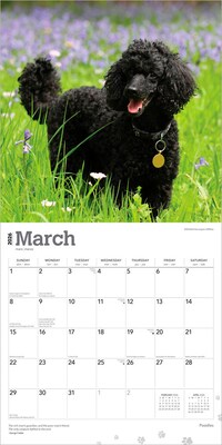 2026 BrownTrout Poodles 12" x 12" Monthly Wall Calendar (9798330705160)