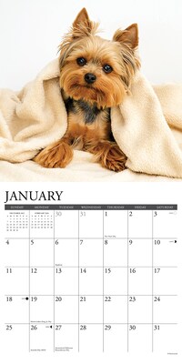 2026 Willow Creek Yorkies 12" x 12" Monthly Wall Calendar (53379)