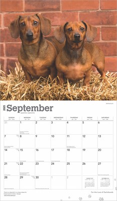 2025 BrownTrout For the Love of Dachshunds 7" x 12" Monthly Deluxe Wall Calendar (9781975473020)